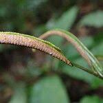 Image result for Lomariopsis guineensis