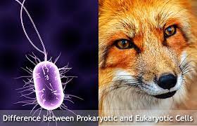 Check spelling or type a new query. Difference Between Prokaryotic And Eukaryotic Cells Bioexplorer