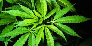 There are two things you can do to get better at spelling. Canadian Government Finally Learns How To Spell Marijuana Photo Huffpost Canada Politics