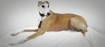 Aunque también existe una variedad de pelo duro. Galgo Espanol Consejos Cuidados Y Caracteristicas