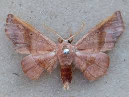 Image result for Putterlickia verrucosa