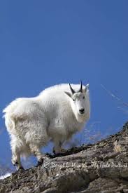 Mountain Goat Snake River Range Alpine Wyoming Mountain Goat Goats Alaskan Animal