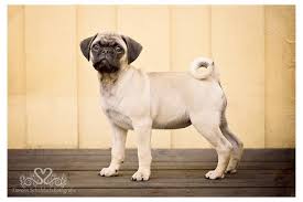 a poseur dog mops hunde alles fur den hund