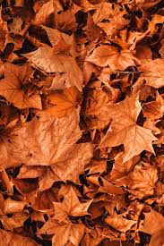 We did not find results for: 90 000 Best Autumn Wallpaper Photos 100 Free Download Pexels Stock Photos