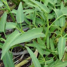 Image result for Ipomoea aquatica