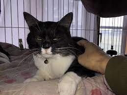 こ 怖い顔 かわいい猫写真 猫画像の投稿サイト ネコジルシ ネコジルシ 怖い猫 世界ネコ歩き