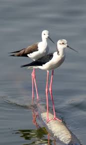 Small Bird With Long Legs And Long Beak About Wild Animals Long Legged Black Winged Stilt Birds Long Legs Beautiful Birds Birds