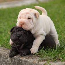 Check spelling or type a new query. Shirk Your Work Share These Pictures Of Shar Pei Puppies Dogster