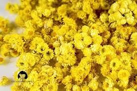 Image result for Helichrysum decorum