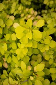 Image result for Berula thunbergii