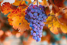 Leaves from the vine wallpapers. Hd Leaves From The Vine Wallpapers Peakpx