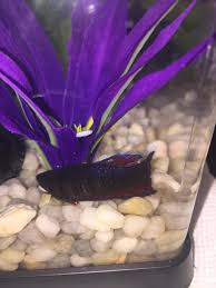The best way to tell if your female betta is ready to mate is to see if stripes have formed on their body. Hi I Was Wondering If My Female Betta Fish Is Pregnant Petcoach