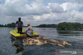 Masukkan adonan ke dalam plastik berbentuk segitiga atau piping bag. Sudah 48 Ribu Babi Mati Di Sumut Akibat Hog Cholera Dan Asf Antara News