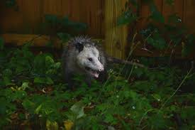 In the battle vs. invasive Burmese pythons, Florida turns to possums