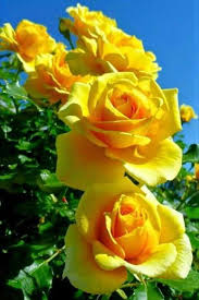 Las bellas rosas | Rosas amarillas, Flores bonitas, Flores exóticas