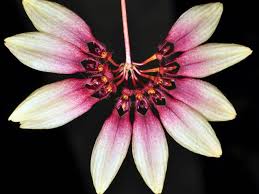 Image result for Bulbophyllum kivuense