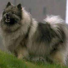 keeshond information pictures of keeshonds dogster keeshond dog dog muzzle keeshond