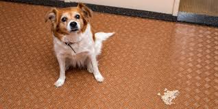 Dog Anti Vomiting Medications At Home Otc Prescription Faq
