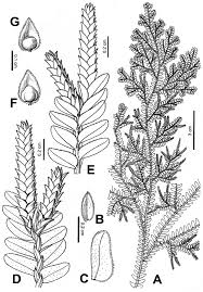 Image result for Selaginellaceae