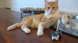 Petronics Creators Of Mousr Robot Cat Toy Cat Toys Cat Entertainment