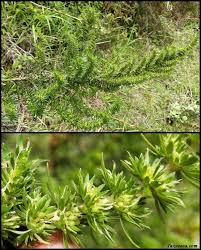 Image result for Anthospermum usambarense