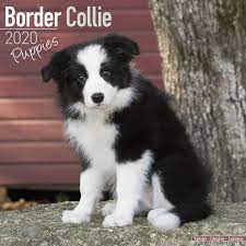 Mini Border Collie Puppies Online Shopping