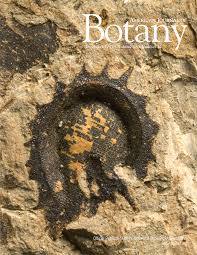 Image result for Secamone brevipes