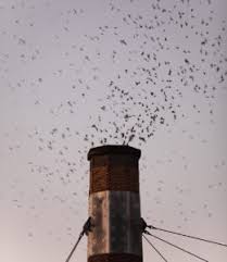 The light may entice the birds to fly in that direction and then. Vaux S Swifts Portland Audubon