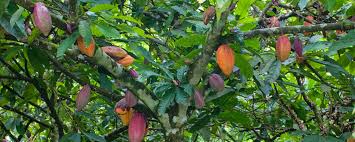 Learn more about the cacao plant and its cultivation in this article. Cocoa Tree Alimentarium