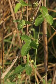 Image result for Basananthe triloba