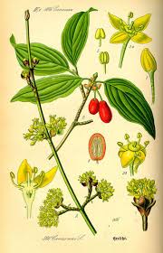 Magnolia Vine Schisandra Chinensis Plant Illustration Vintage Botanical Prints Botanical Illustration