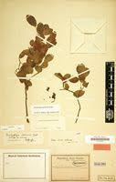 Image result for Brachystegia utilis × microphylla