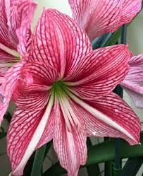 Srl Komoriya Nursery Amaryllis Plant Amaryllis Flowers Orchid Varieties