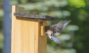 Check spelling or type a new query. Should I Clean Out My Bluebird House Wildlifeful