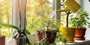 Maybe you would like to learn more about one of these? 11 Best Indoor Plants Easy Care Houseplants For Small Spaces