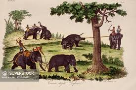 India, elephant hunt - SuperStock