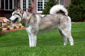 The ancient mahlemiut inuit tribe developed these dogs to share the heavy loads of their nomadic quests across the kotzebue sound, an area now part of northwest alaska. Alaskan Malamute Hund Haustier Kostenloses Foto Auf Pixabay