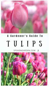 Tulips A Gardener S Guide And Plant Profile Spoken Garden Planting Tulips Spring Garden Flowers Planting Bulbs