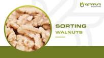 How to sort walnuts? | Optimum Sorting