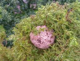 De nesten van aziatische hoornaar zijn meestal te vinden in hoge bomen in stedelijke en landelijke omgeving. Be67awvculljym
