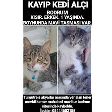 Bodrumkayipkedi Instagram Posts Photos And Videos Picuki Com