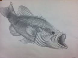 This was sketched using an ordinary number 2 pencil. Large Mouth Bass Drawing Fish Art Drawings Fishing Pictures