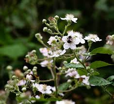 I show how to pipe blackberries and raspberries without getting little peaks on each seed, and how to pipe and dust a beautifully complex blackberry blossom flower. Page 2 Royalty Free Flower Of Blackberry Photos Free Download Pxfuel