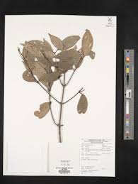 Image result for Garcinia pachyclada