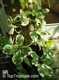 Image result for Pisonia