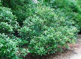 Image result for Ilex latifolia