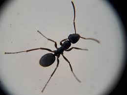 Image result for Formica fusca