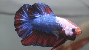 Tropical Fish Blue Red White Mask Hm Plakat Betta S42 Betta Betta Fish Tropical Freshwater Fish