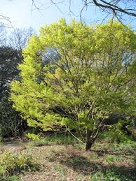 Here's why it's one of jamie's favourites. Acer Palmatum Sango Kaku Coral Bark Japanese Maple North Carolina Extension Gardener Plant Toolbox