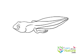 Push pack to pdf button and download pdf coloring book for free. Tadpole Coloring Page Learn About Nature